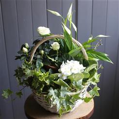 A White Flowering Planted Basket
