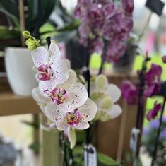 Orchid and Pot 